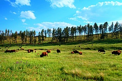 Bison_Custer_State_Park.jpg